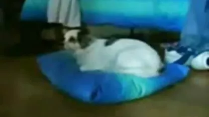 Les partenaires ont mis un strapon et une soeur ardente, une jeune chienne dans sa chatte et son porono espagnol cul